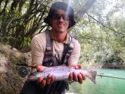lake brown trout
